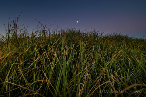 Moonrise over Dune Grass at Black Head