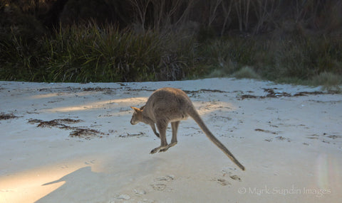 Wallaby, Winter Cove, Deal Island