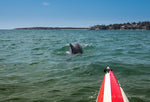 Port Hacking Dolphin