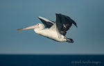 Pelican on the Thermals, Cape Baily