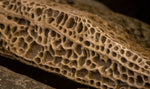 Honeycomb Sandstone